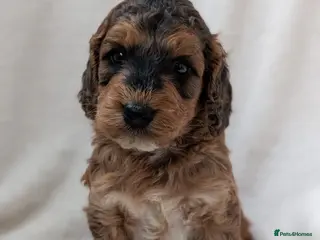 Cockapoo dogs Adorable F1 Cockapoo Puppies - Advert 3