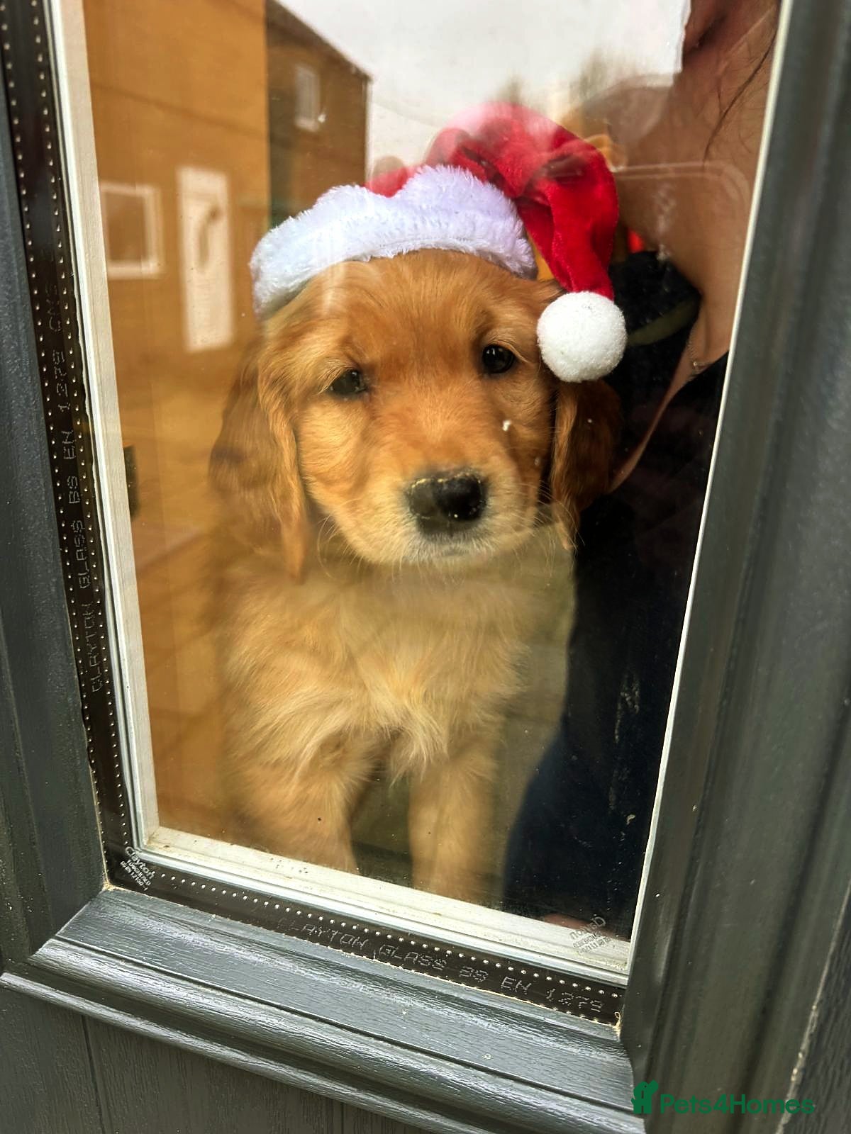 Golden Retriever dogs ⭐ DARK golden retriever puppies 🐶  - Advert 4