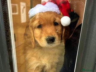 Golden Retriever dogs ⭐ DARK golden retriever puppies 🐶 - Advert 4