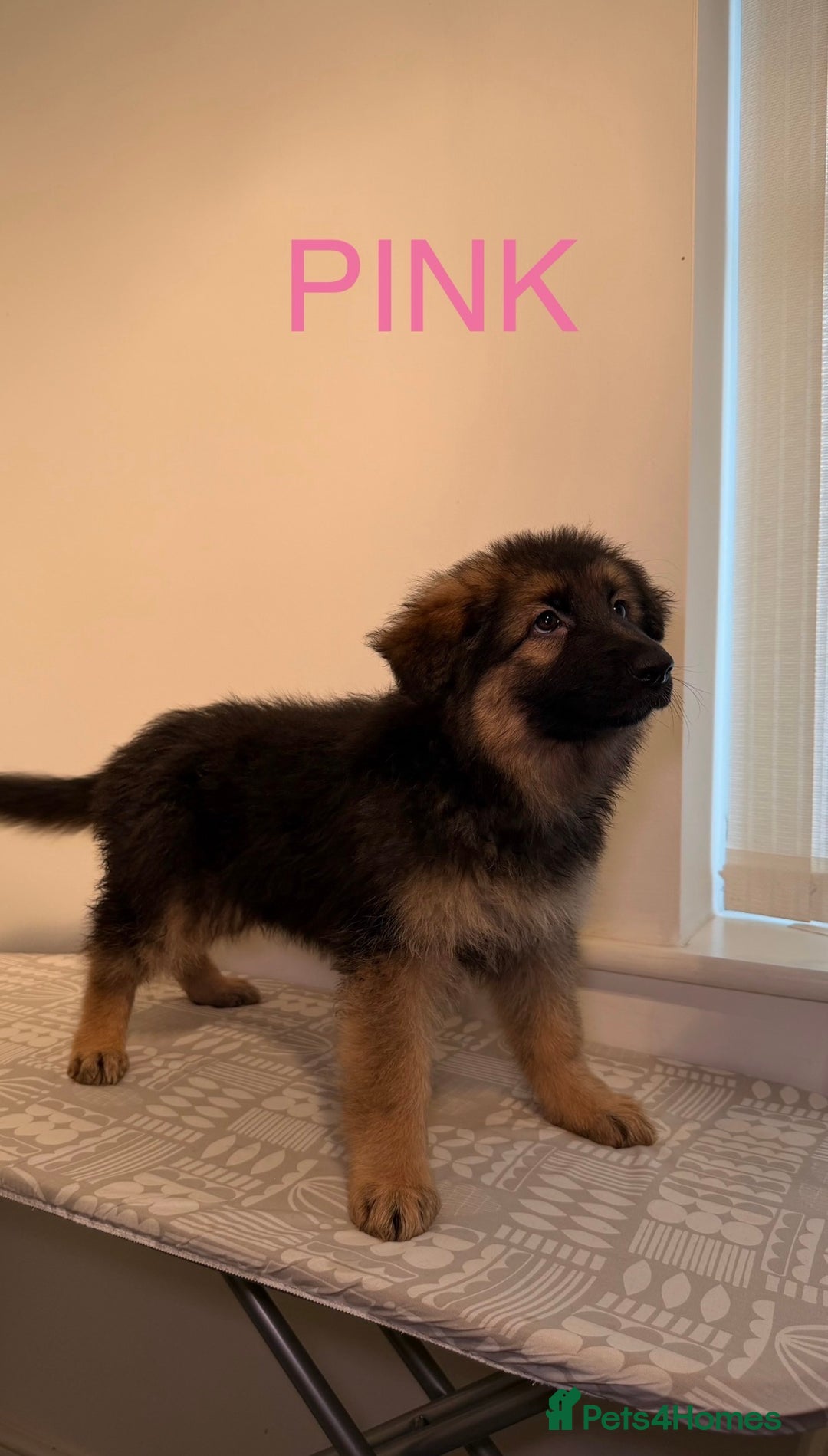 German Shepherd dogs for sale: *1 LEFT* RARE BLUE/BLACK KC REG GSD PUPS 💙 🐾 - Advert 7