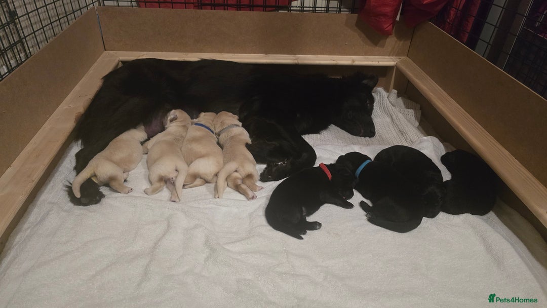 Mixed Breed dogs for sale: Ethically Raised German Shepherd x Lab Puppies - Advert 3