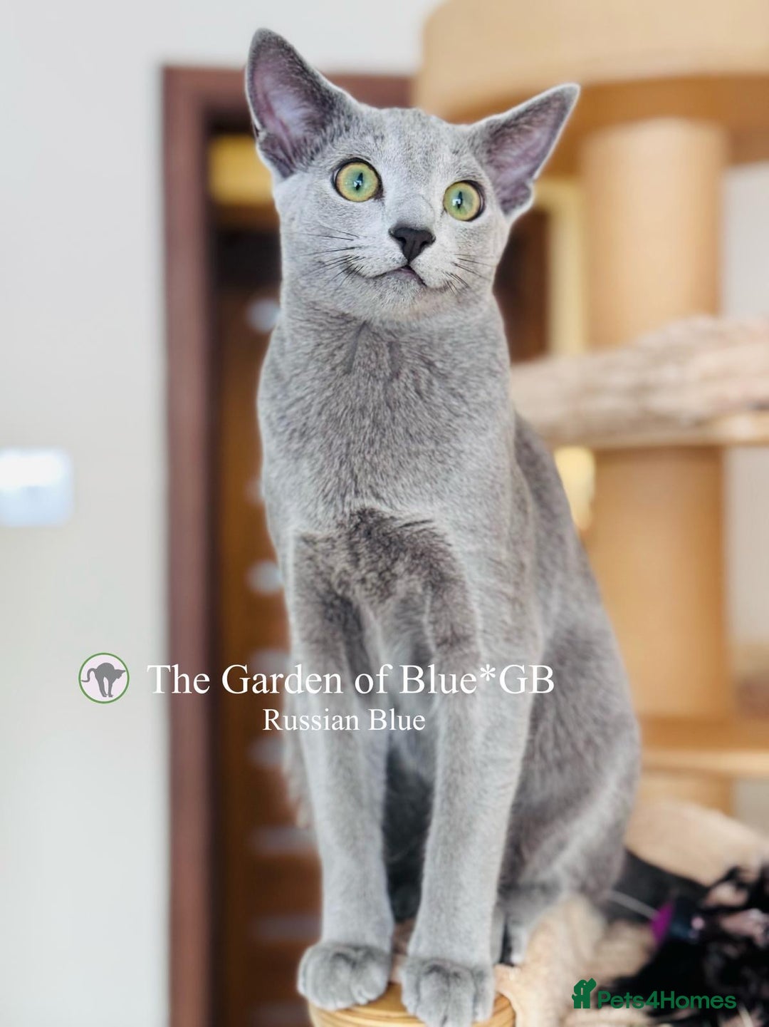 Russian Blue cats for sale: Adorable 6-Month-Old Russian Blue Kittens - Advert 10