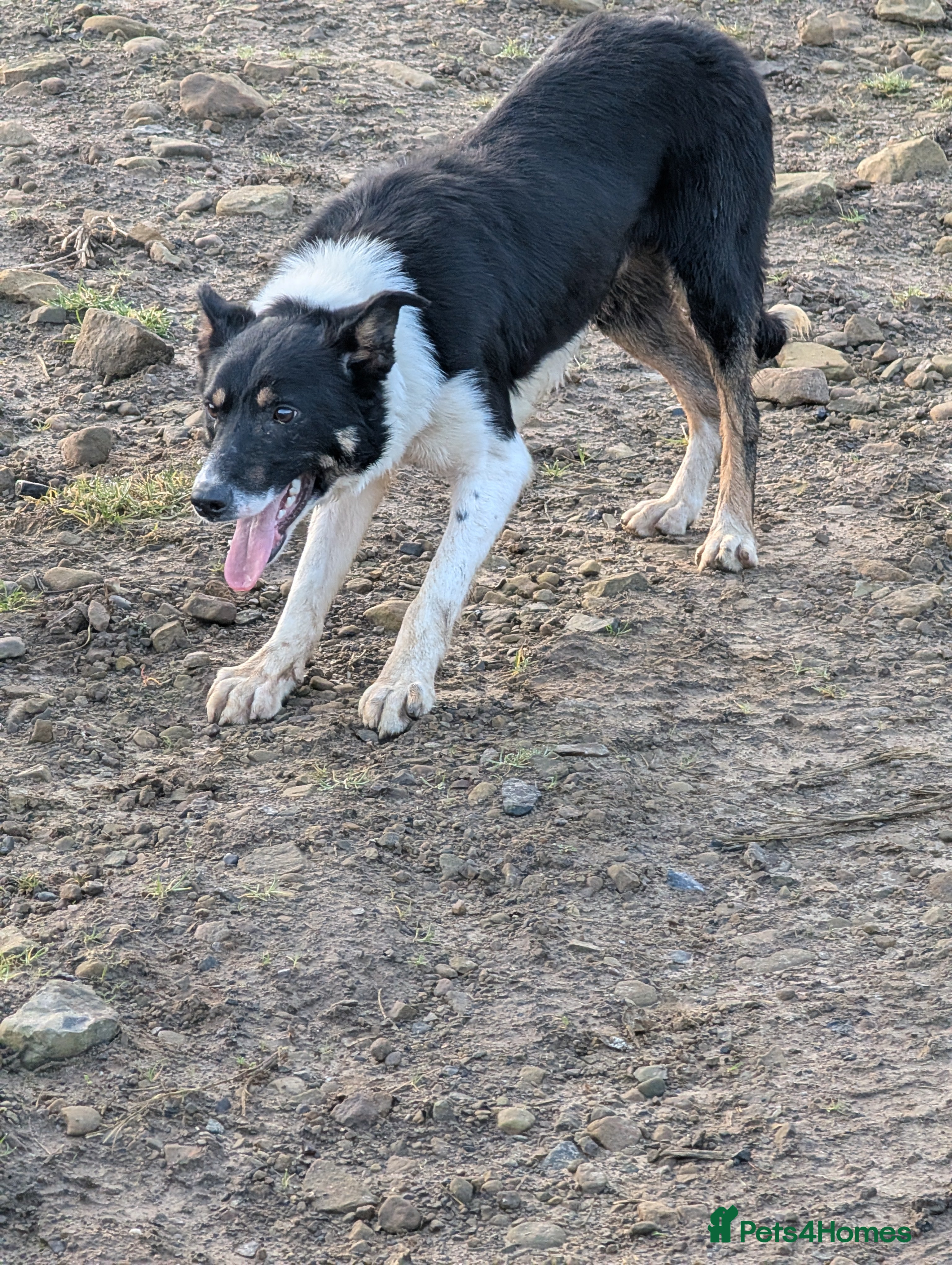 Border Collie dogs Jock Tri coloured isds registered collie  - Advert 4