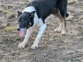 Border Collie dogs Jock Tri coloured isds registered collie - Advert 4