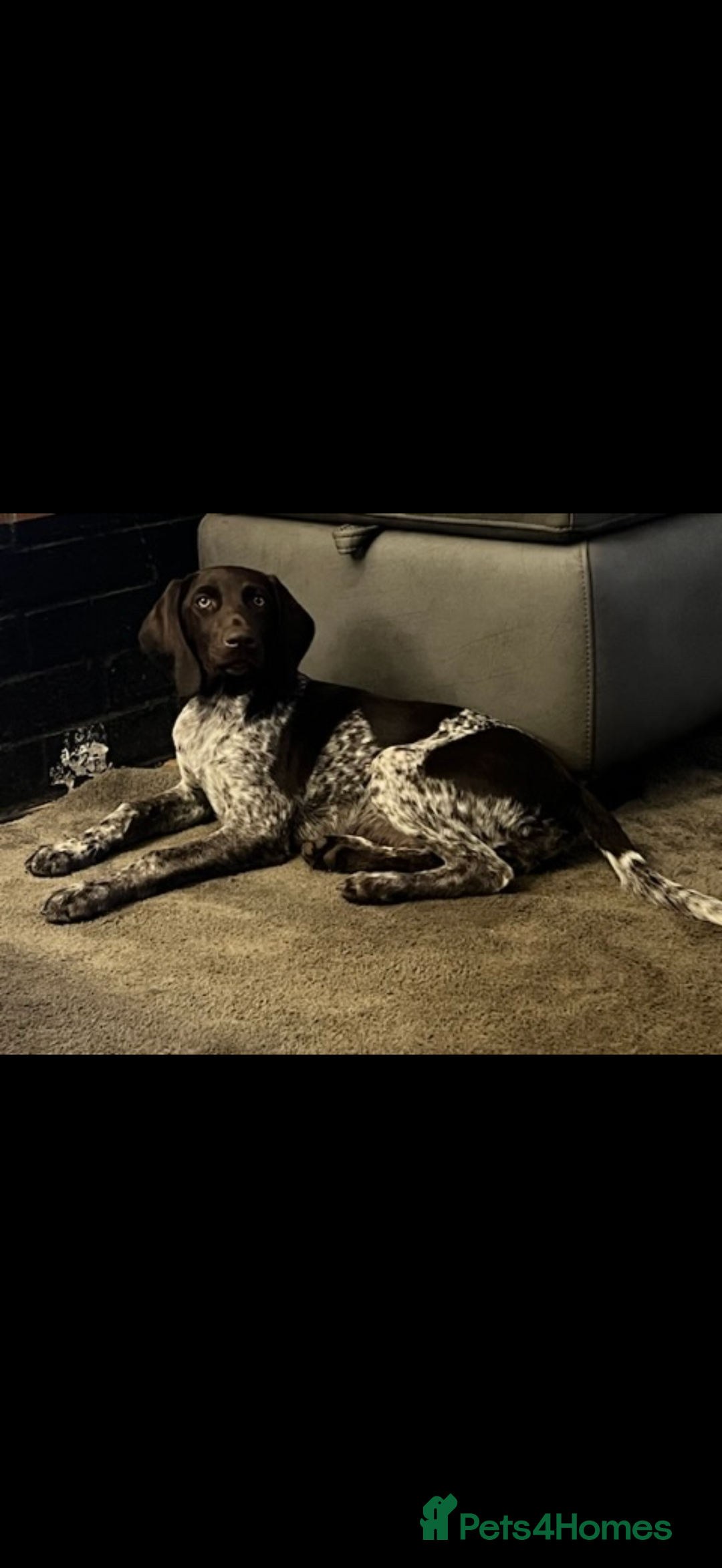 German Shorthaired Pointer dogs for sale: The perfect family dog!  - Advert 6