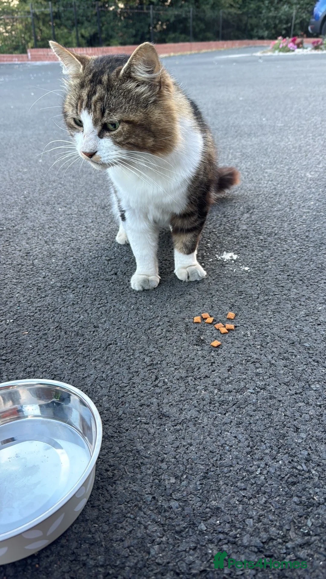 Mixed Breed cats for sale: Lovely male outdoor cat in Ilkeston - Advert 2