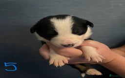 Border Collie dogs for sale: Border Collie Puppies - Image 14