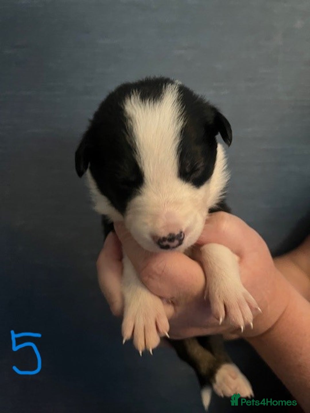 Border Collie dogs for sale: Border Collie Puppies - Image 14
