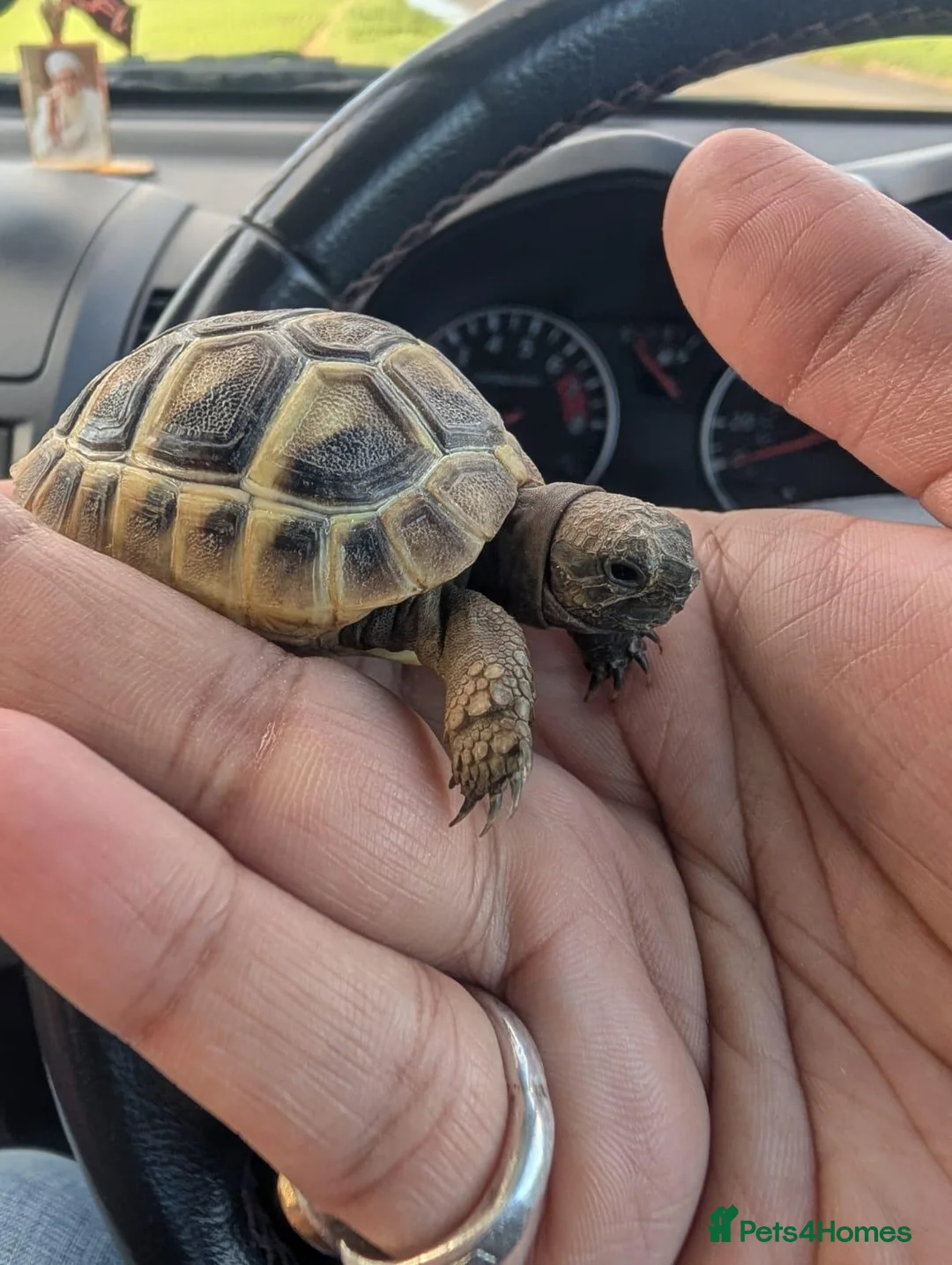 Tortoise reptiles for sale: Baby Spur Tortoise  in Edinburgh - Advert 2