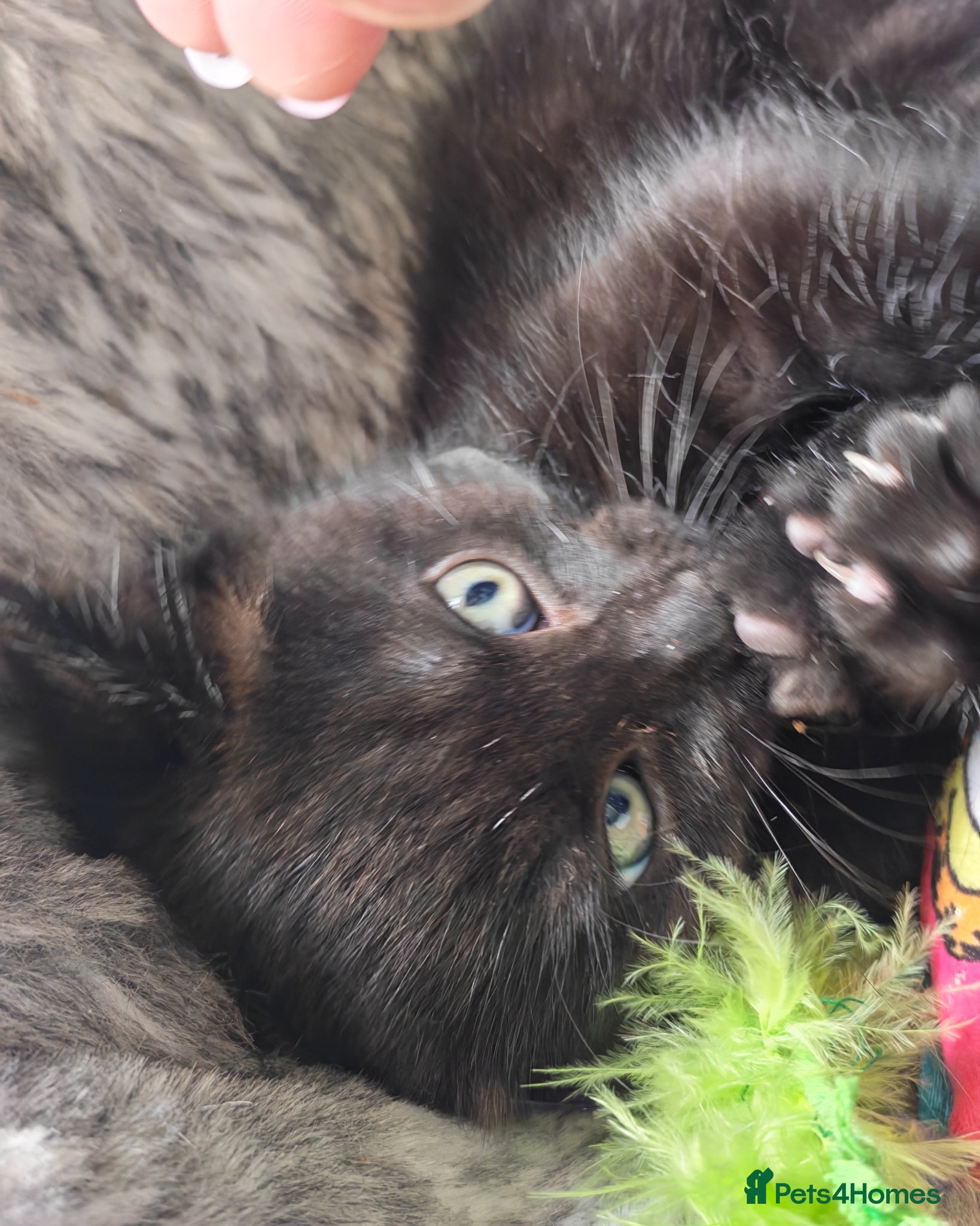 British Shorthair cats Two Gorgeous Black & Grey Boys Ready Now!  - Advert 1