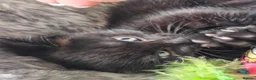 British Shorthair cats for sale: Two Gorgeous Black & Grey Boys Ready Now!  - Advert 1