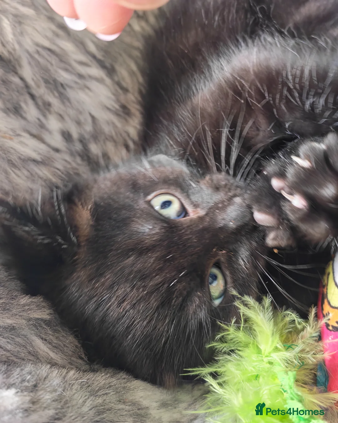 British Shorthair cats for sale: Two Gorgeous Black & Grey Boys Ready Now!  - Advert 1