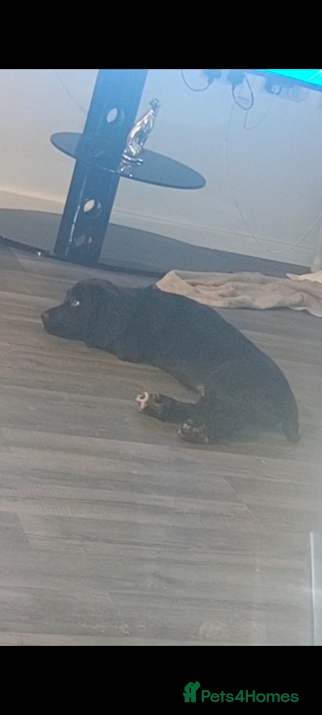 Sprocker dogs for sale: F1 SPROCKER SPANIELS ( 1 BOY LEFT )  - Advert 11