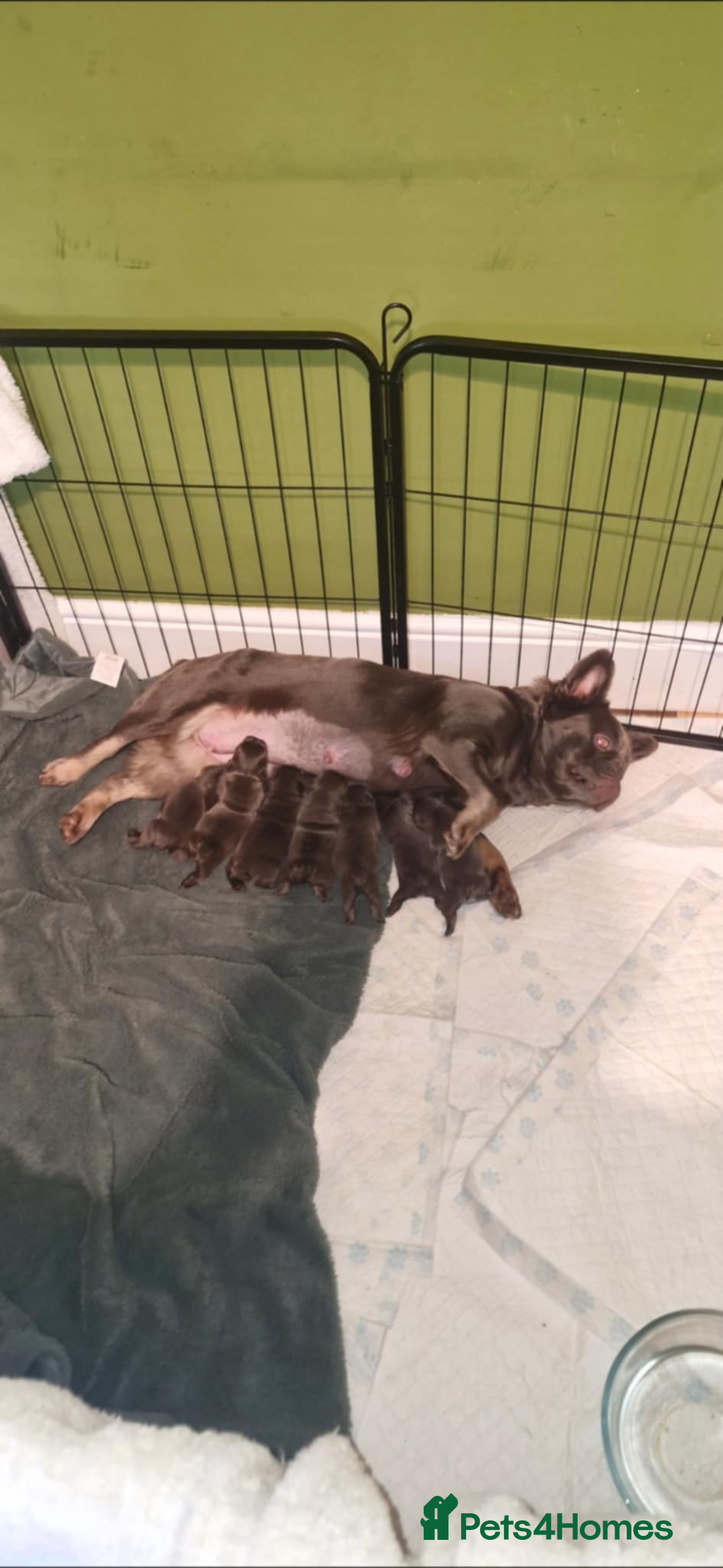 French Bulldog dogs for sale: Fluffy French bulldog puppies  - Advert 7