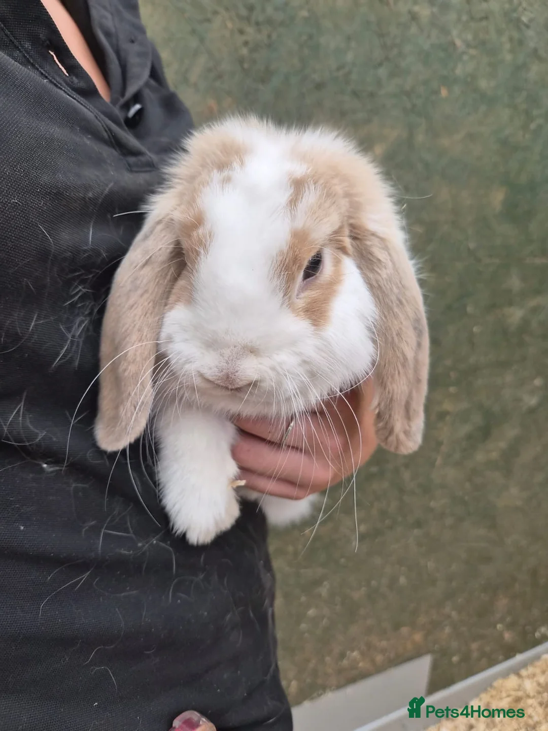 Mini Lop rabbits for sale: Beautiful boy mini lop - Advert 2