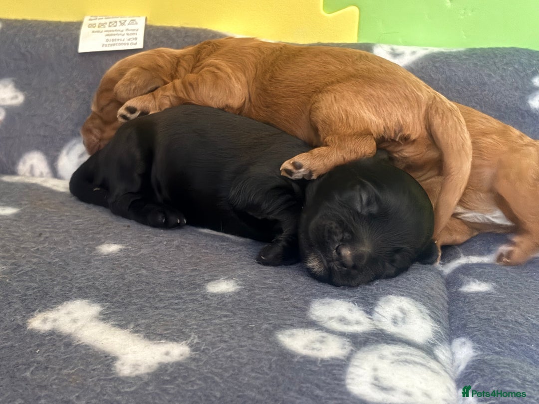 Cockapoo dogs for sale: F2 cockerpoo puppies  - Advert 8