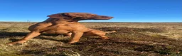 Hungarian Vizsla dogs for sale: Beautiful KC Registered Hungarian Vizsla Puppies  - Advert 32