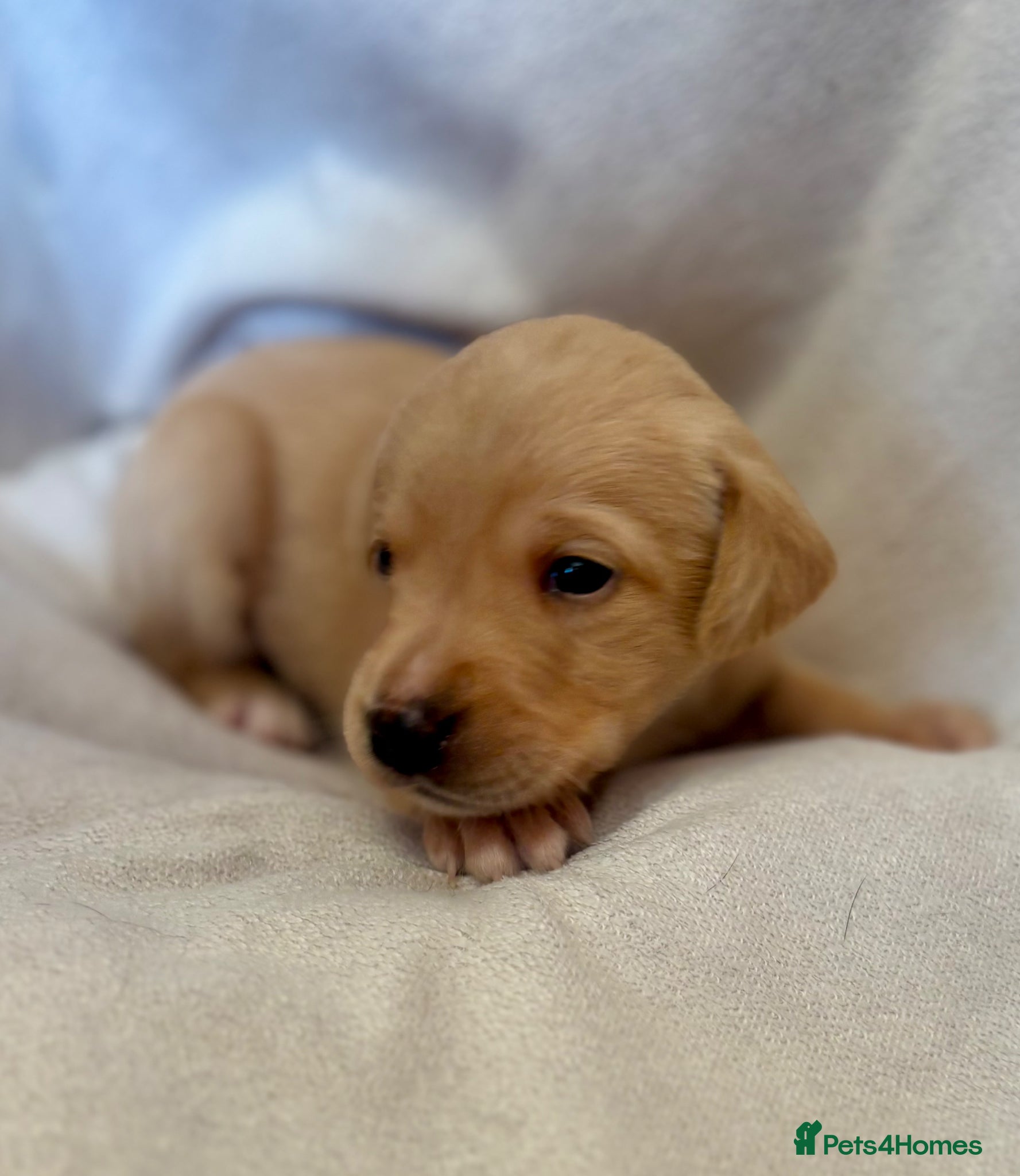 Labrador Retriever dogs Beautiful Lab puppies, wonderful working/family.  - Advert 7