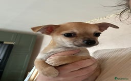 Chihuahua dogs for sale: 2 male puppies Ready to go  - Image 10