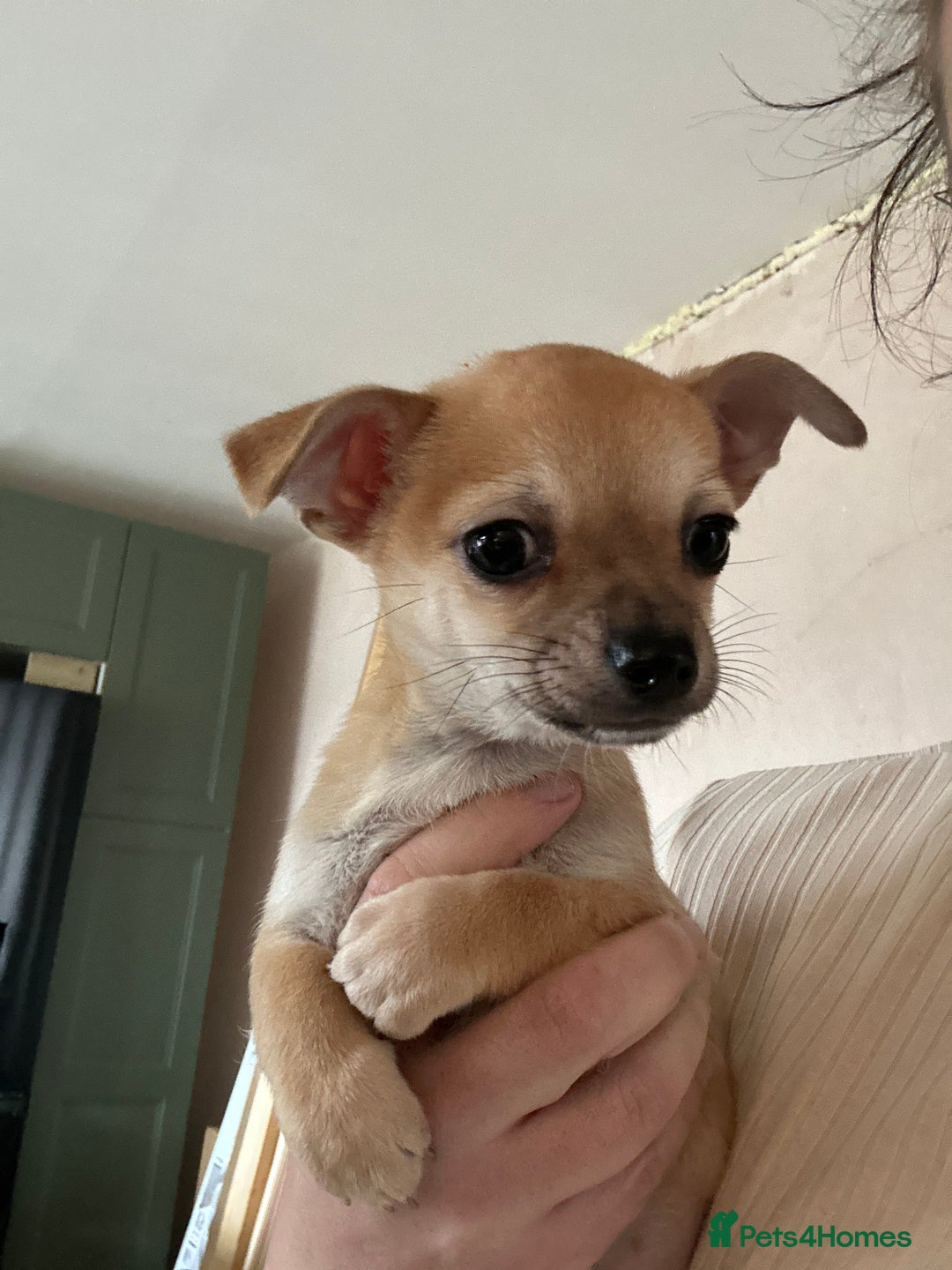 Chihuahua dogs for sale: 2 male puppies Ready to go  - Image 10