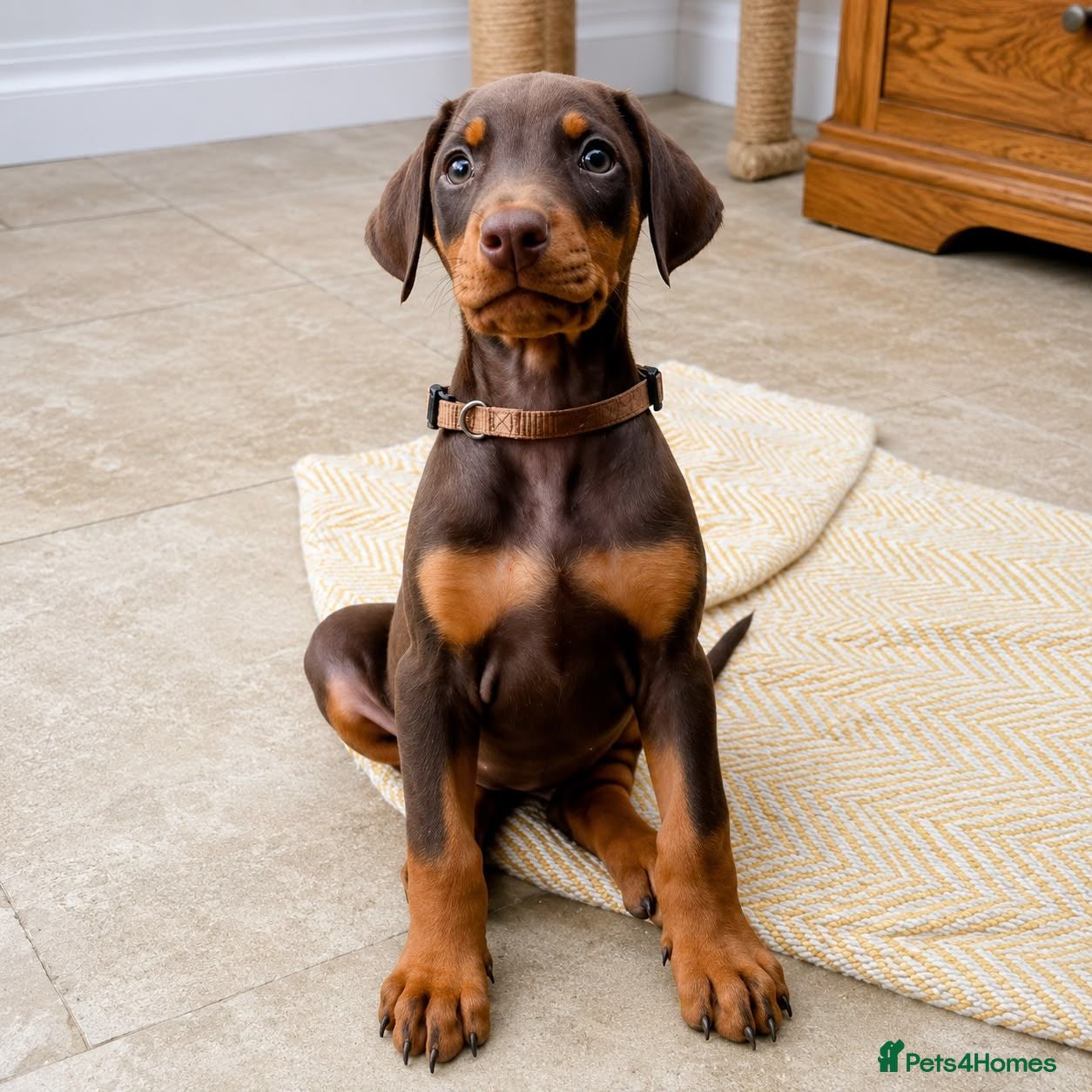 Dobermann dogs KC REGISTERED DOBERMANN PUPS – EXCEPTIONAL LITTER - Advert 1