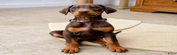 Dobermann dogs for sale: KC REGISTERED DOBERMANN PUPS – EXCEPTIONAL LITTER - Advert 33