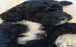 Poochon dogs for sale: Poochon puppies  - Image 34