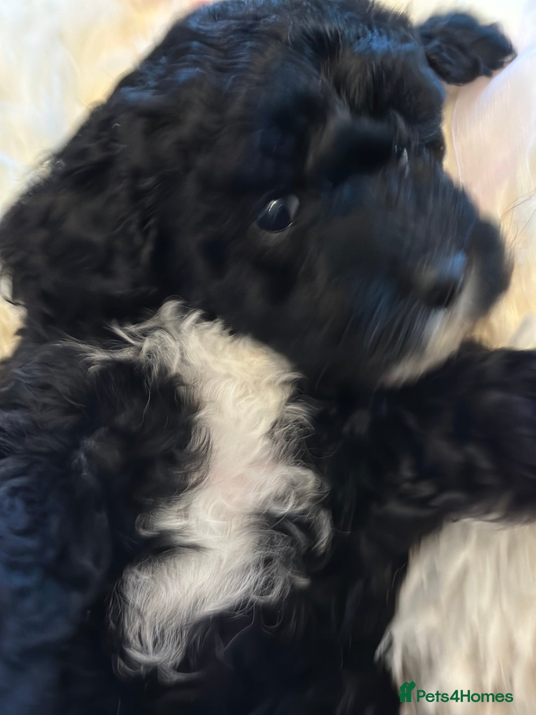 Poochon dogs for sale: Poochon puppies  - Image 34