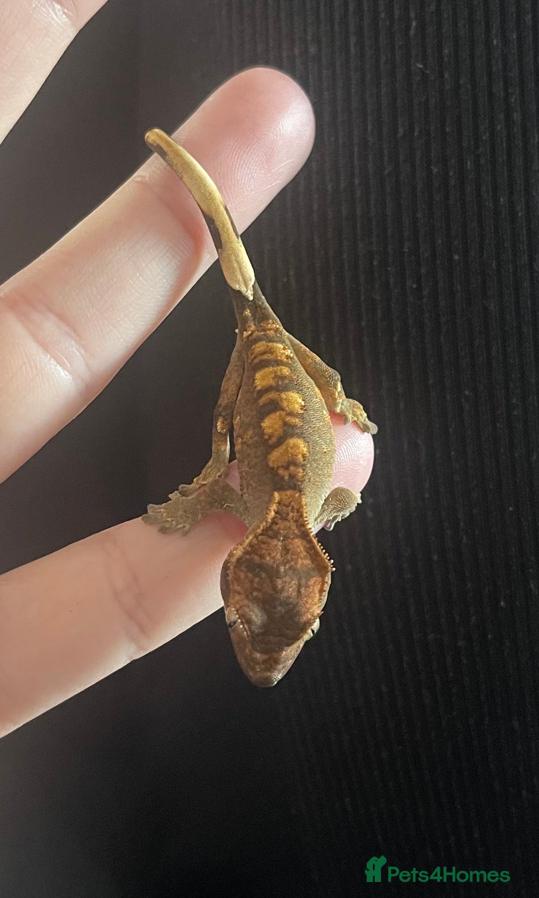 Gecko reptiles for sale: Baby Crested Geckos - Image 4