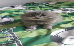Persian cats for sale: Persian kittens - Image 4