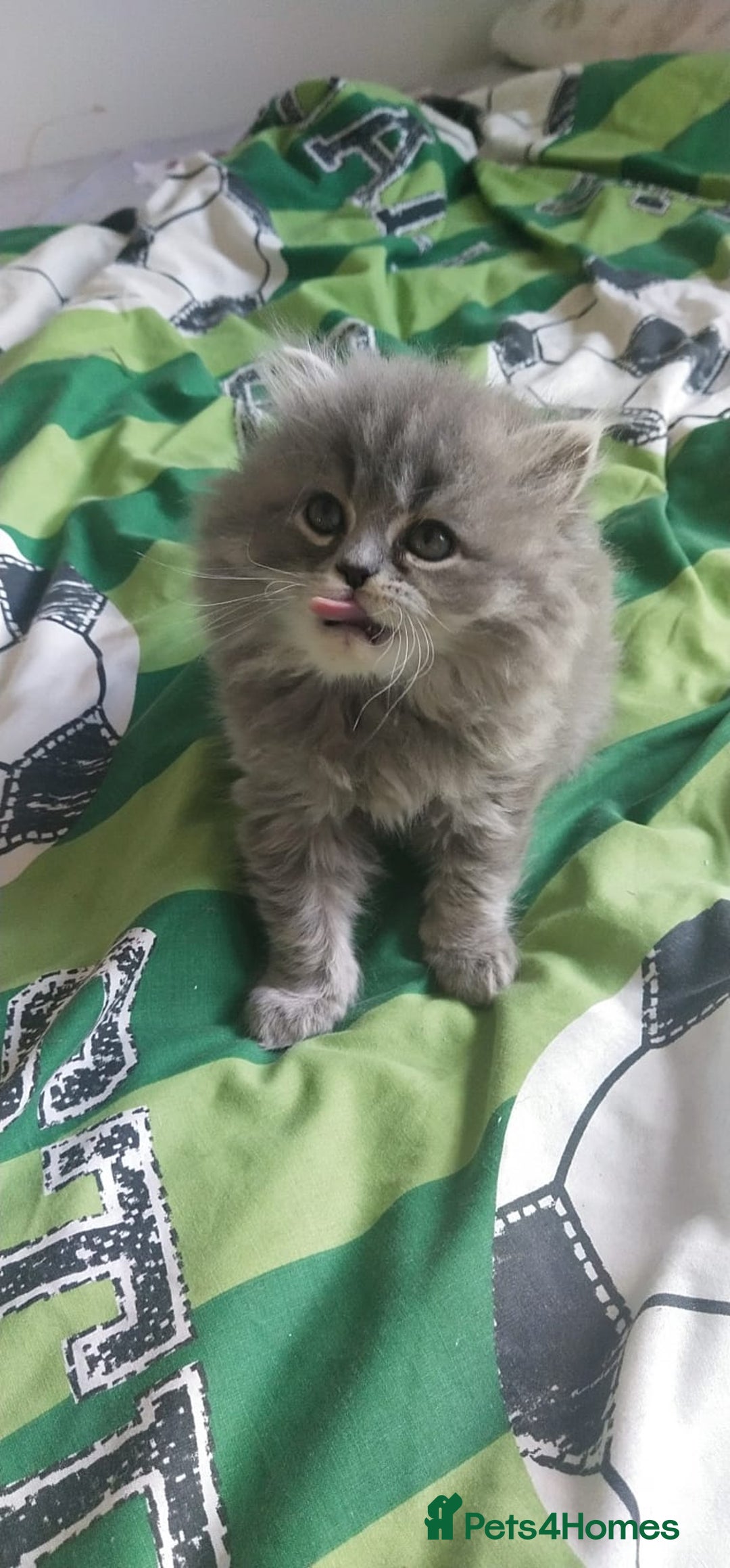 Persian cats for sale: Persian kittens - Image 4