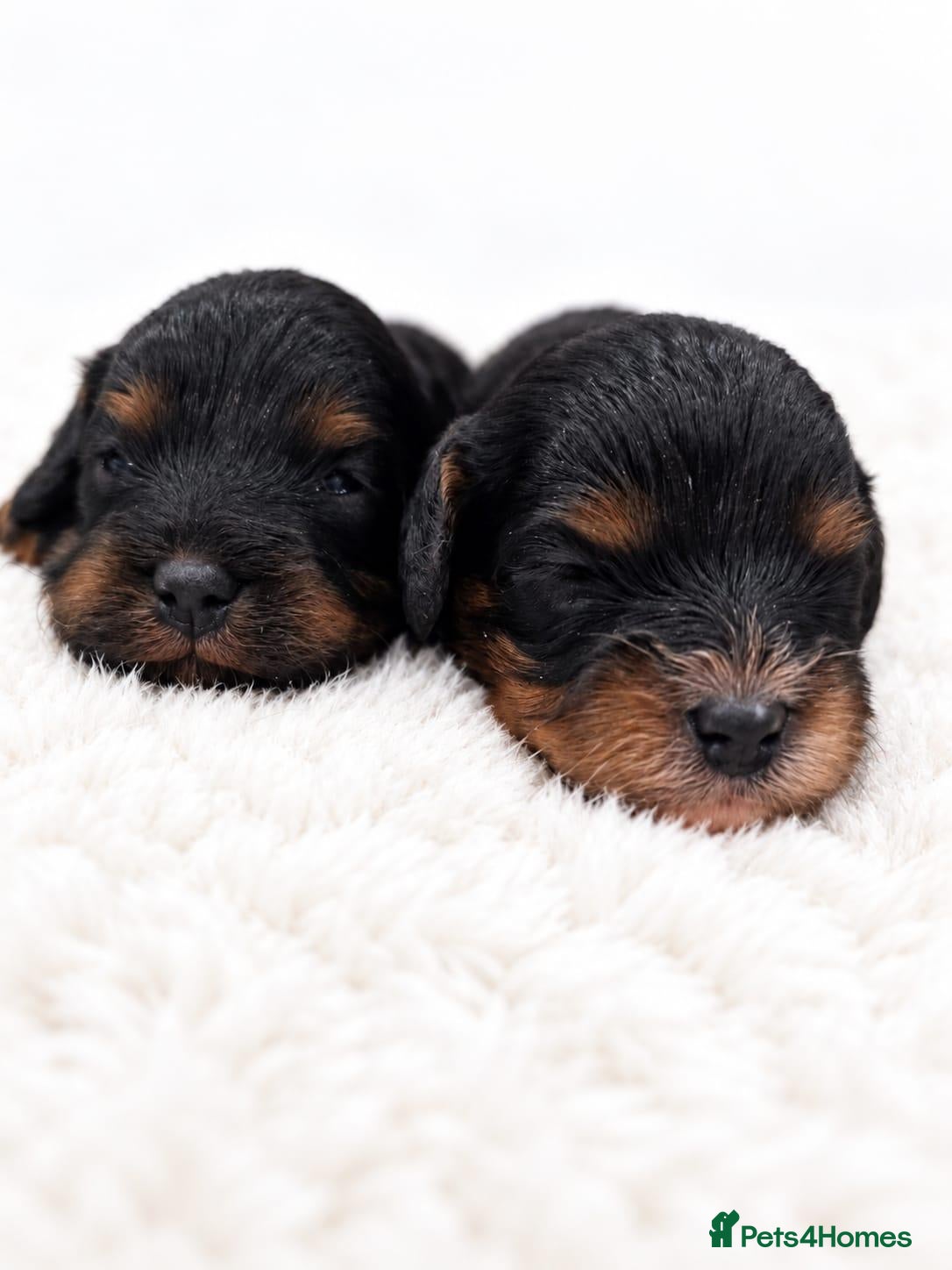Cavapoo dogs Beautiful Cavapoo puppies  - Advert 10