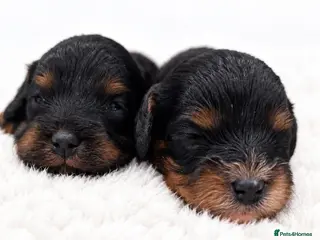 Cavapoo dogs Beautiful Cavapoo puppies - Advert 10
