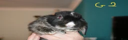 Mini Lop rabbits for sale: 4 Mini Lop Babies  - Advert 7