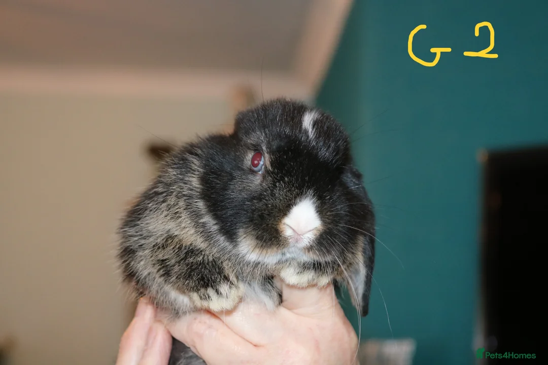 Mini Lop rabbits for sale: Ready to go - Mini Lop Babies  - Advert 1