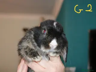Mini Lop rabbits for sale: Ready to go - Mini Lop Babies - Advert 2