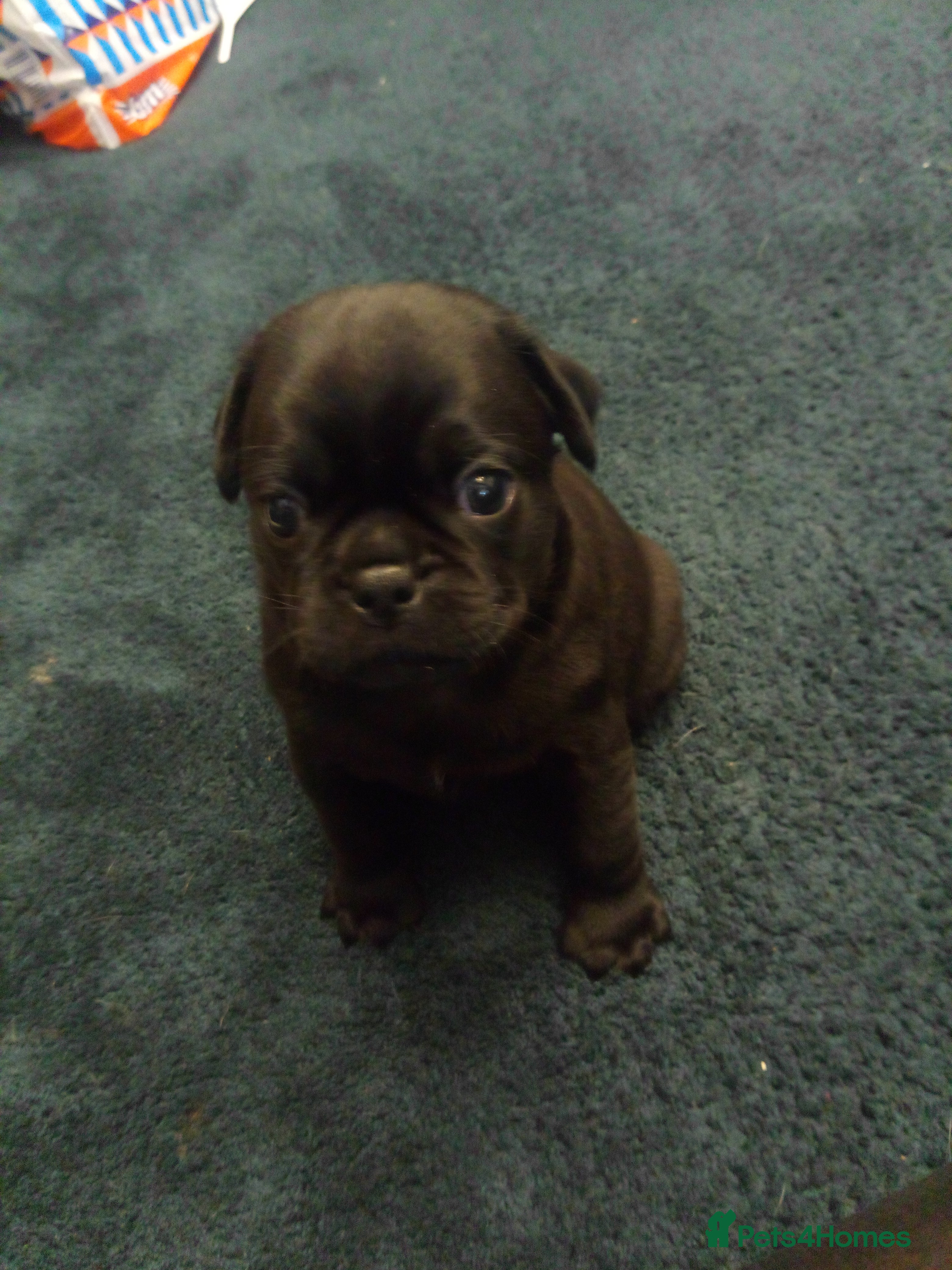 Pug dogs Pug puppies  - Advert 6