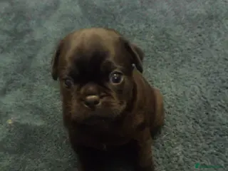 Pug dogs Pug puppies - Advert 6