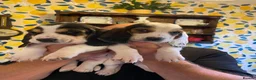 Basset Hound dogs for sale: Now Ready for New Forever Homes - Advert 7