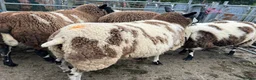 Sheep livestock for sale: Selection of graded Dutch spotted gimmer hoggs  - Advert 7