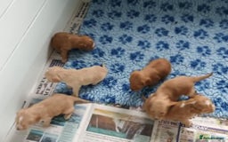 Cocker Spaniel dogs for sale: GOLD COCKER SPANIEL BOYS. - Image 2