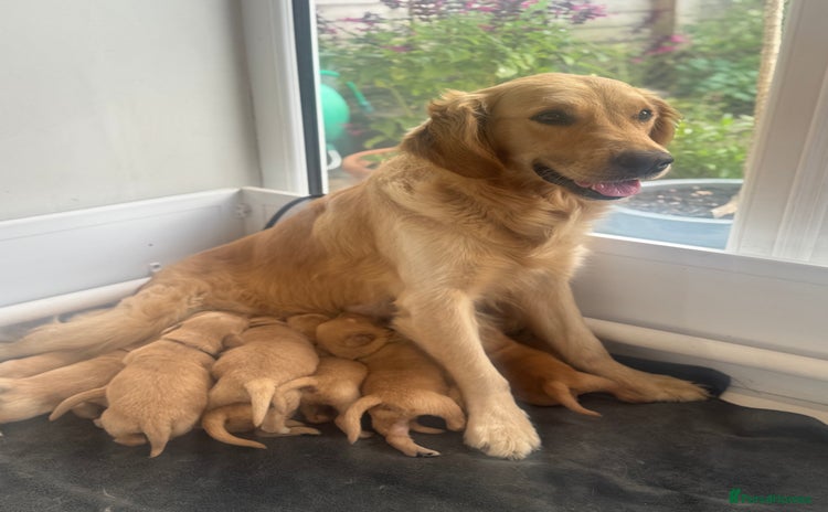 Golden Retriever dogs - Advert 7