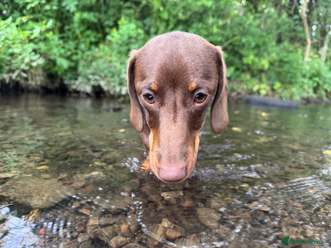 Miniature Dachshund dogs for sale: Miniature dachshund  - Advert 4