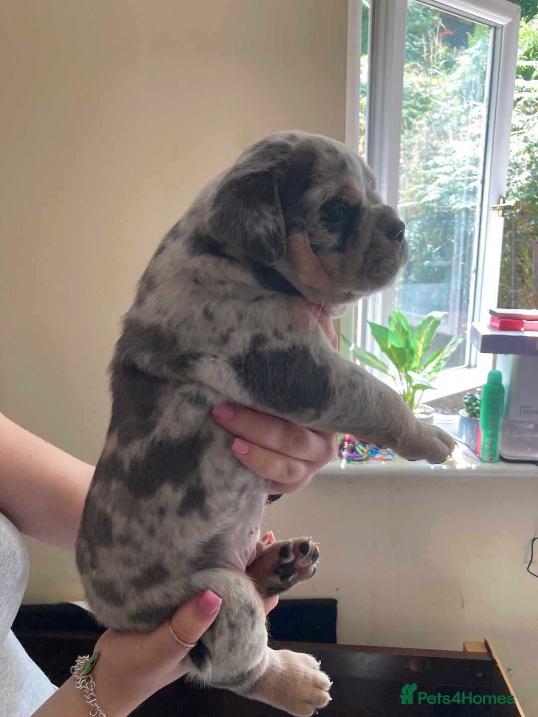 Olde English Bulldogge dogs for sale: Old English bulldog puppies - Image 18