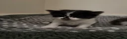 Mixed Breed cats for sale: Gorgeous long haired kittens  in Newton Abbot - Advert 7