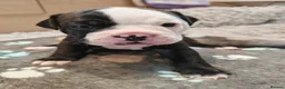 Mixed Breed dogs for sale: Olde English Bulldogg/ Alapaha bulldogg puppies  in Blackburn - Advert 6
