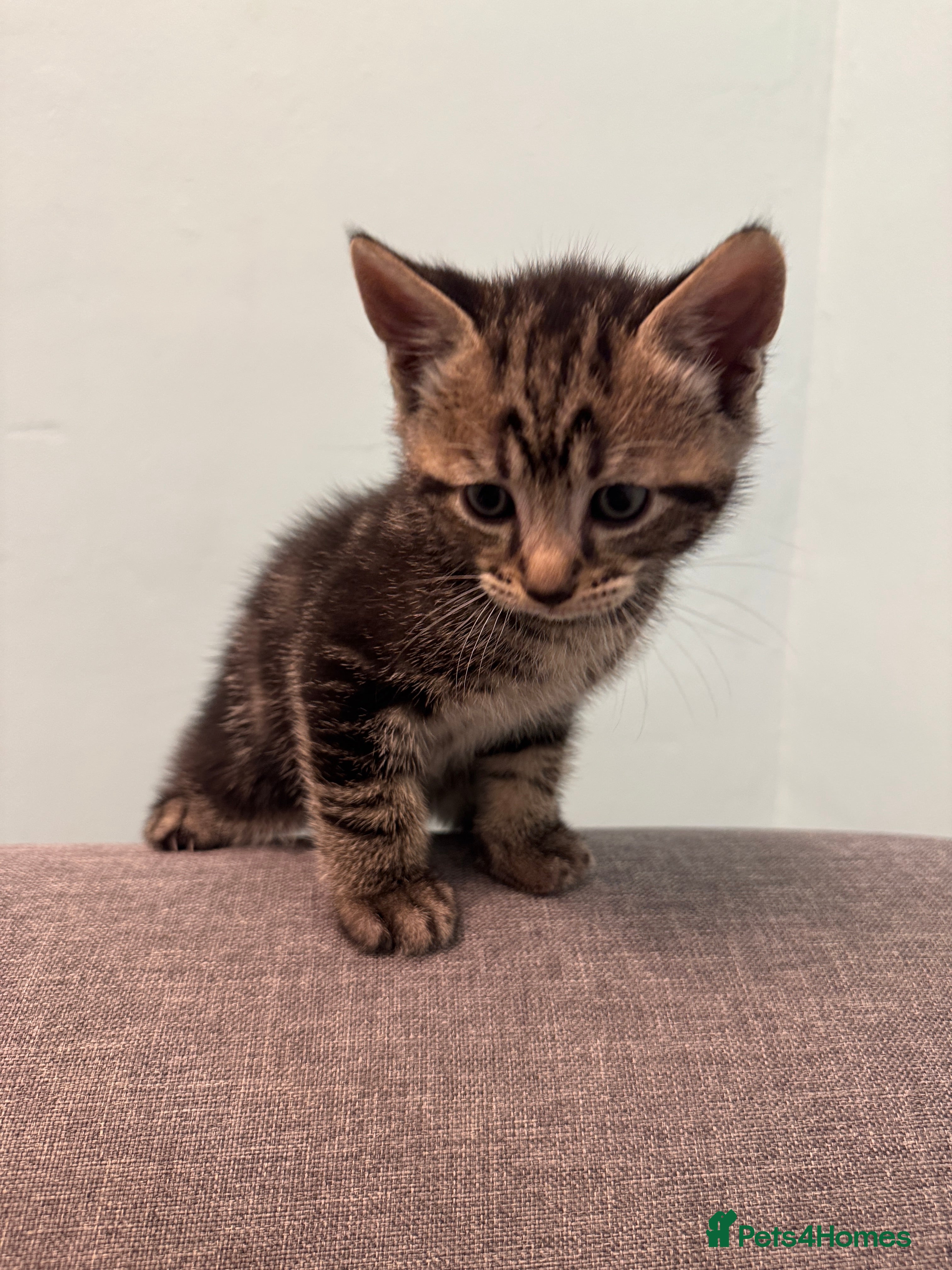 Mixed Breed Kitten 3