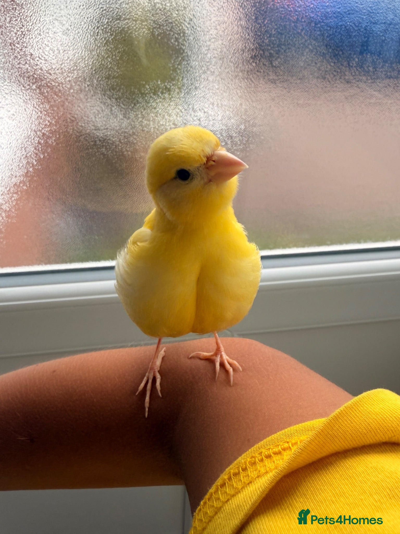 Canaries birds Adult and hand reared young canaries - Advert 1