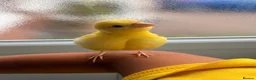 Canaries birds for sale: Adult and hand reared young canaries - Advert 1