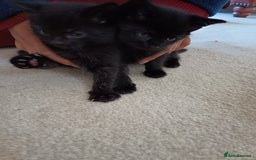 European cats for sale: 4 Adorable Kittens😻 Ready for Loving homes - Image 11
